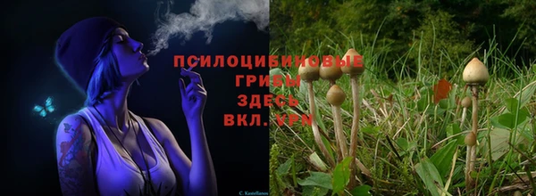 трава Наволоки